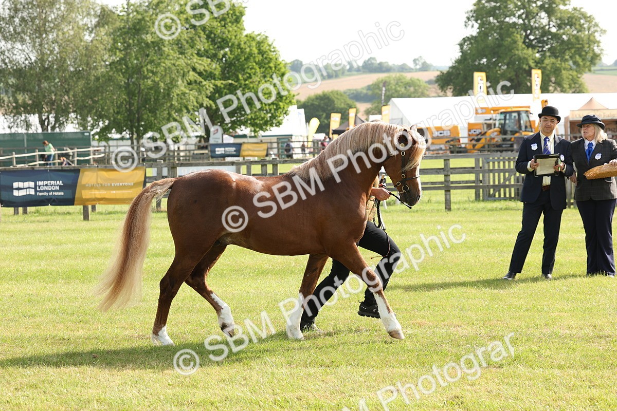 SBM_00707 - Class 6-13 - Mountatin and Moorland In Hand Welsh Breeds