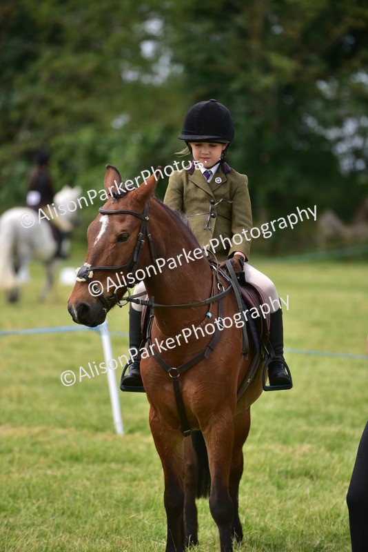 20260614-4005 - Class 16 - Handsome Gelding