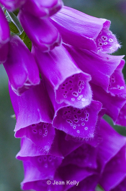 Flower - 0403 - Purple