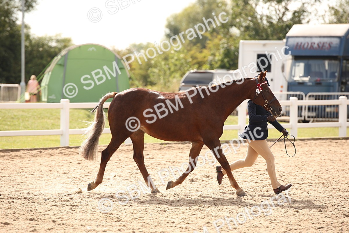SBM_08167 - Class 27 - IH Competition Horse-Pony