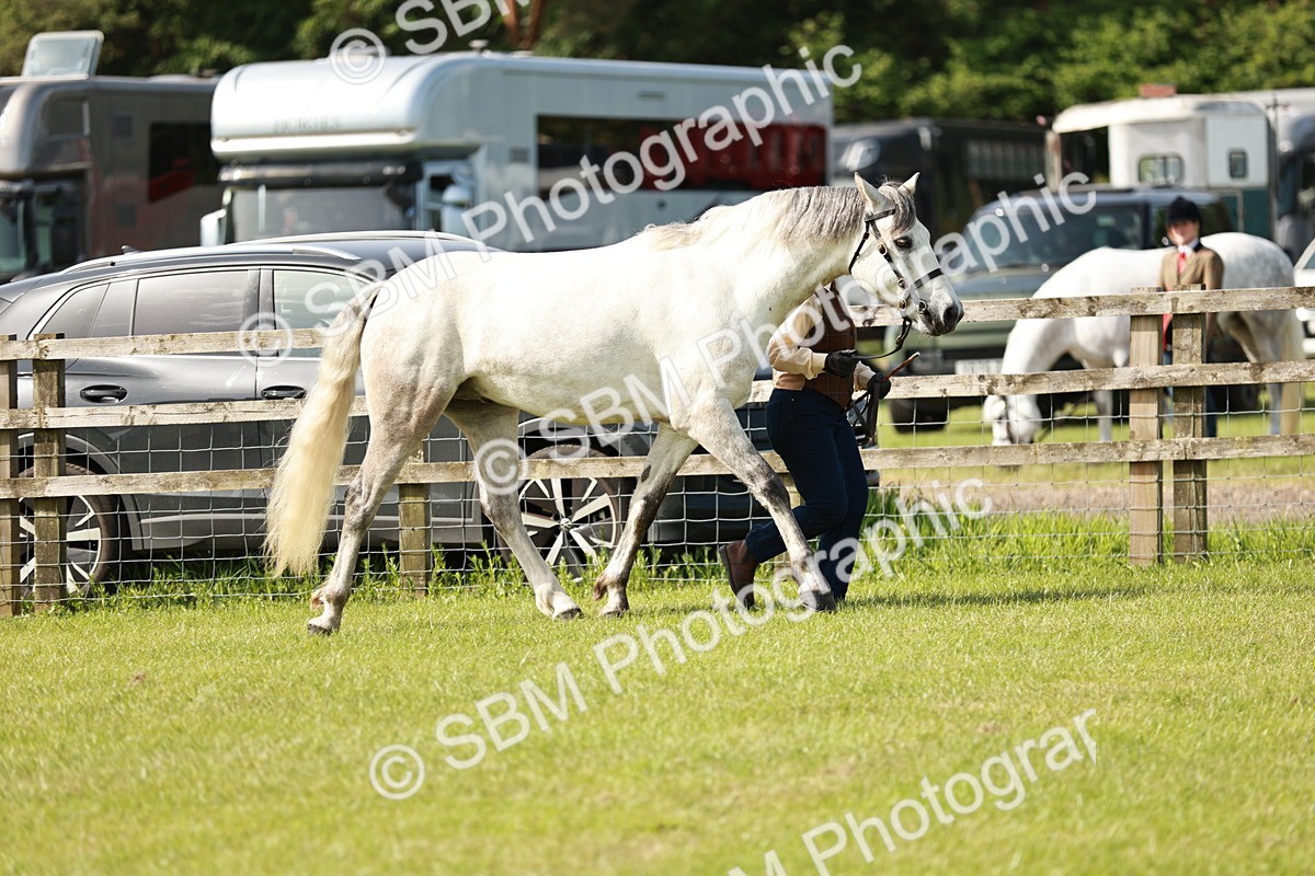 SBM_01662 - Class 14-23 - Mountain & Moorland In Hand Non Welsh