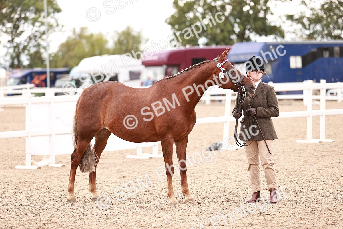 SBM_16931 - Class 415 - Horse-Pony Judge would most like to take home