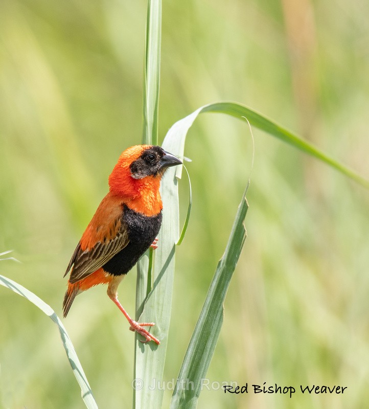  - South Africa Birds and Mammals