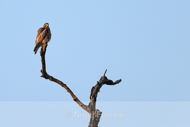 White-eyed Buzzard, Bandhavgarh, India - White-eyed Buzzard