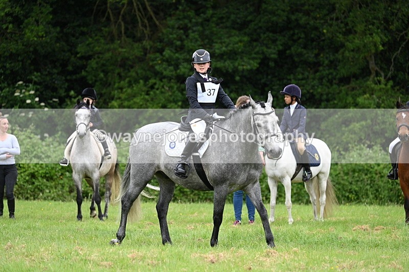 WJ7_3963 - Class 14A Handsome Gelding