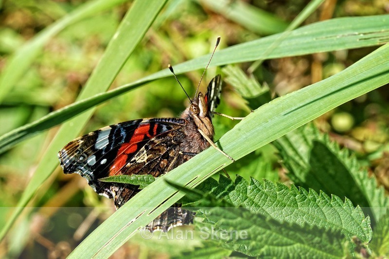 DSC05483 - Fauna