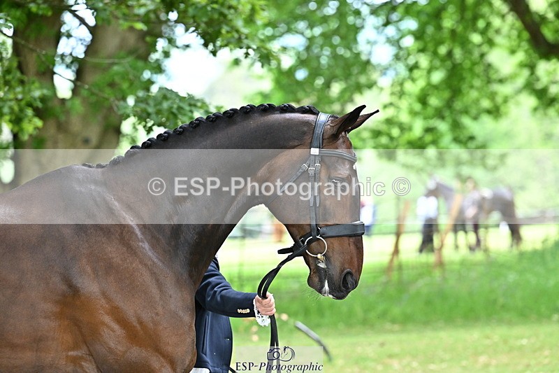 250521A-152429-00489 - B-310-Kitty.King-LISCARROW.FERNHILL