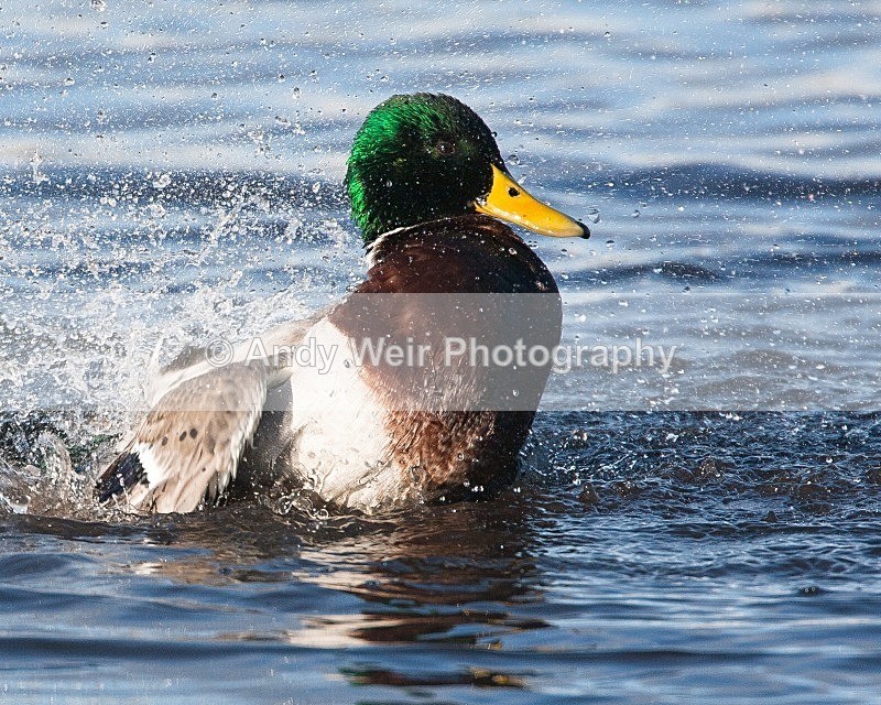 20081128-IMG_0911 - Mallard