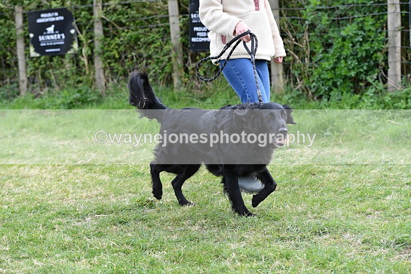 WJ5_0077 - Class 5 Best Veteran / 7 years & over