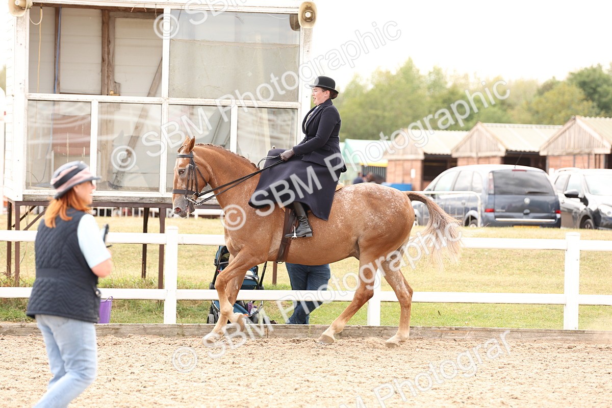SBM_16411 - Class 211 - Best Side Saddle Horse - Pony