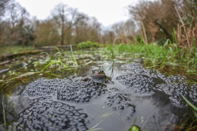  - Reptiles, amphibians & pond life, Great Britian