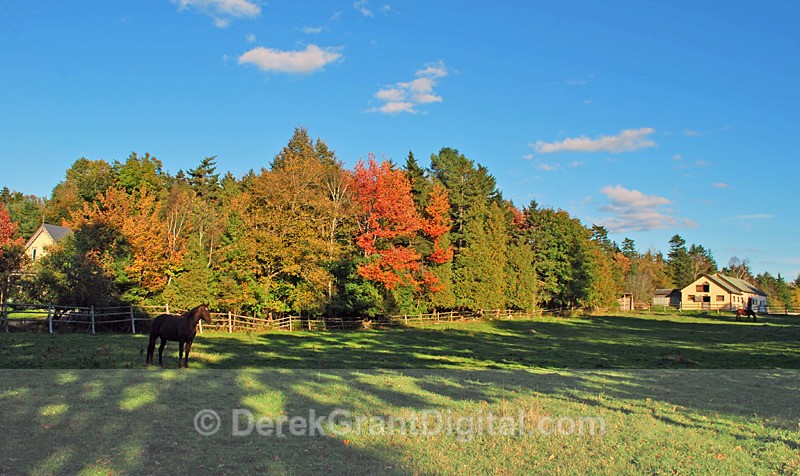 Autumn Foliage - Autumn Foliage