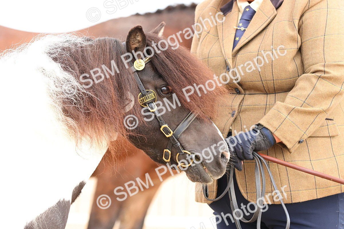 SBM_10335 - Class 206 - IH Non Show Type Pony