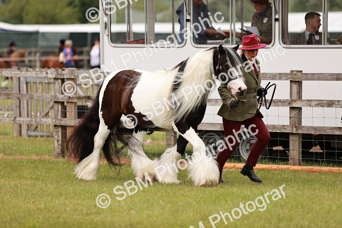 SBM_06022 - Class 39-41 TGCA In Hand and Ridden