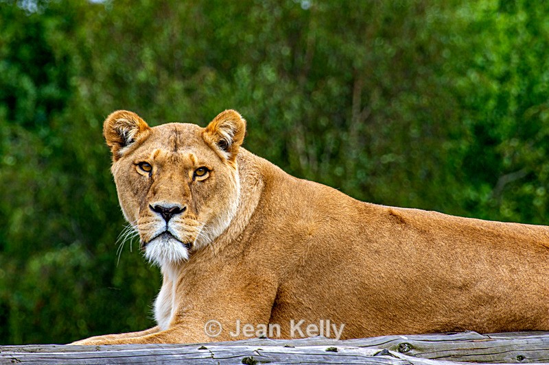 Lion - DSC_0389 - Cats