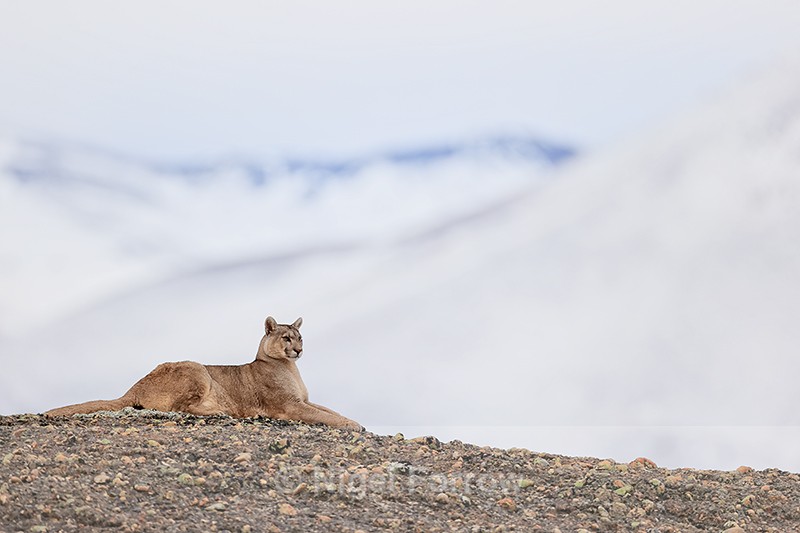Puma Petaca, sphinx-like pose, Torres del Paine, Chile - Puma