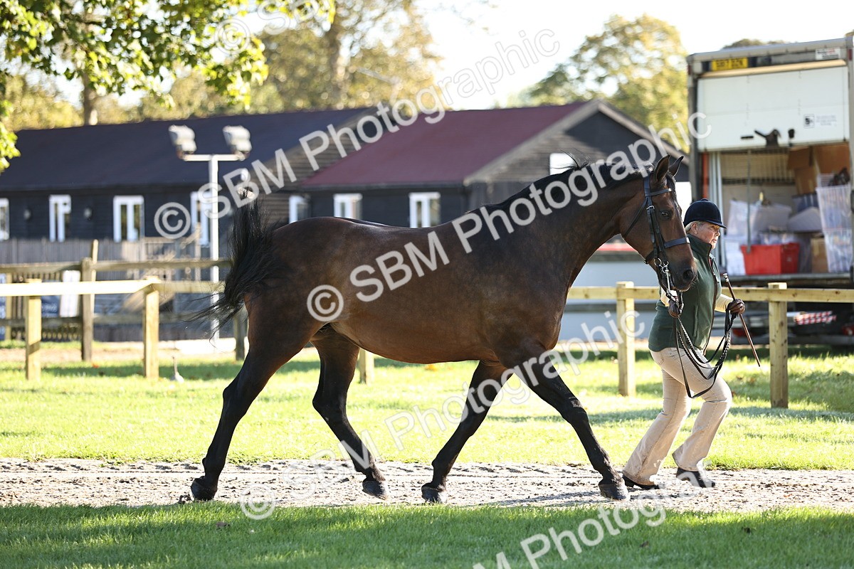 SBM_15700 - S1 - TSR in Hand Horse & Pony Showing
