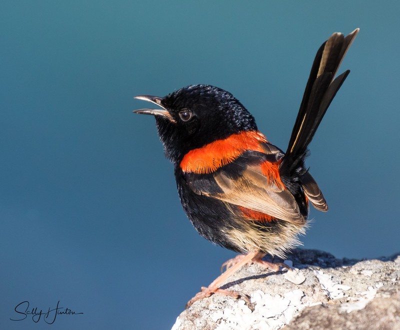 Red Wren Male 1
