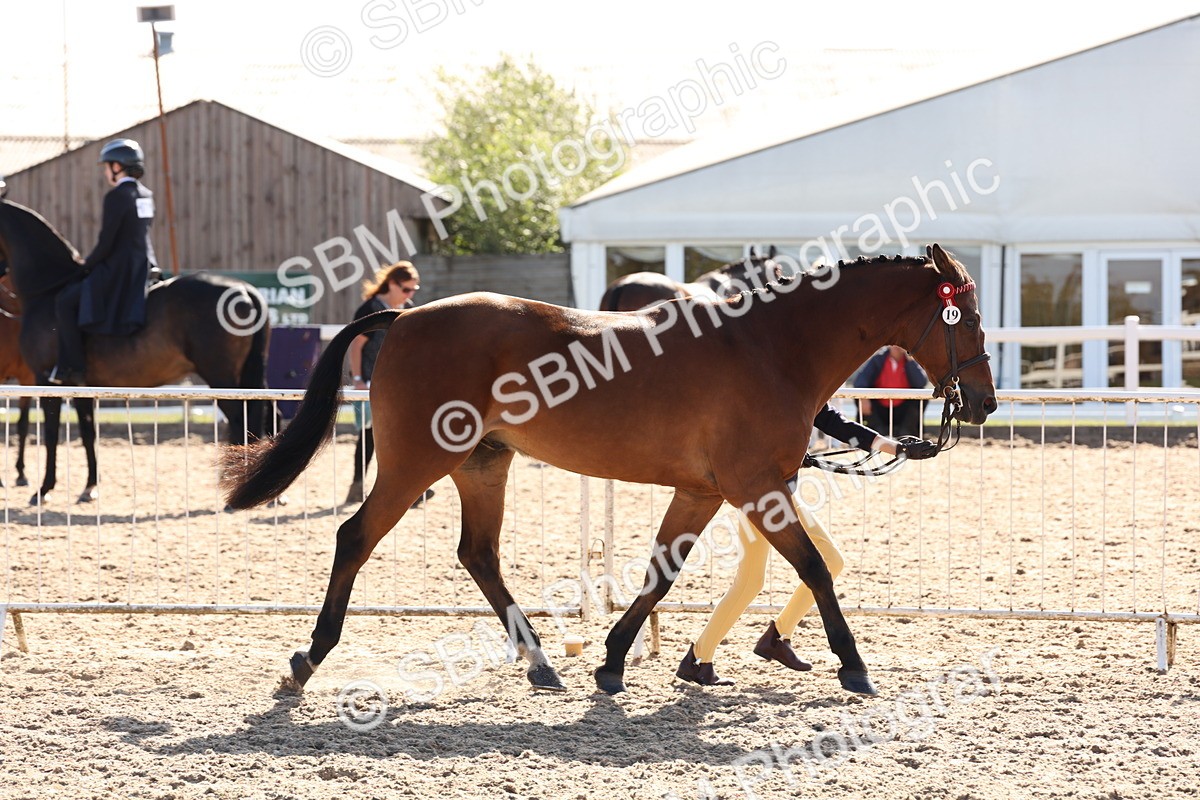 SBM_12818 - Class 205 - IH Show Pony - Show Hunter Pony