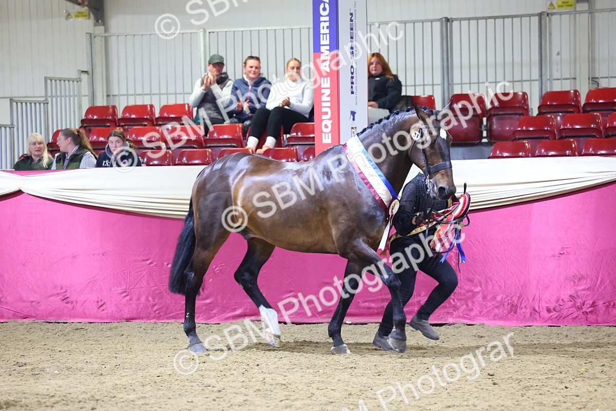 0B8A4562 - Class P Veteran Champ