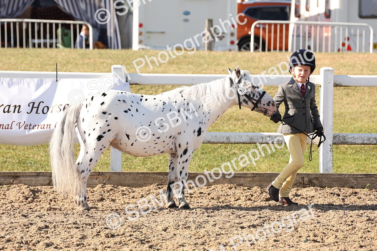SBM_11650 - Class 203 - Young Handler 11 to 16 years
