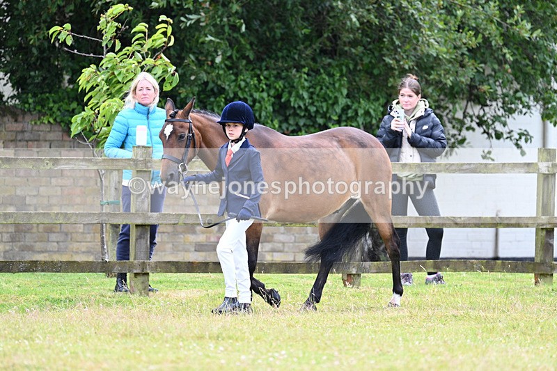 WJ7_6527 - Class 5 Handsome Gelding in hand