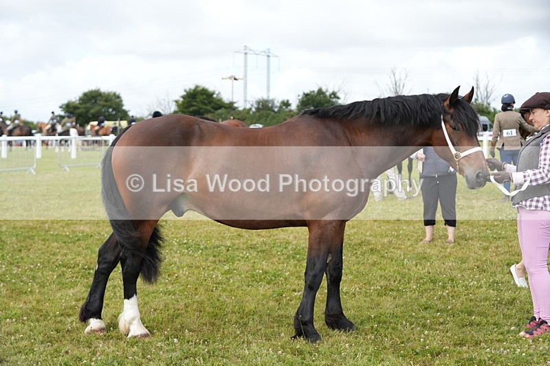 DSC05836 - Class 51: NPS M&M 4 years and over Large Breeds