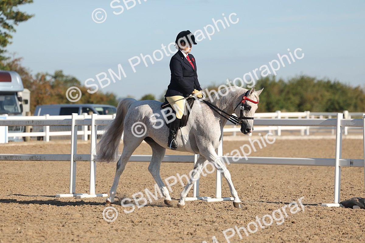 SBM_12165 - Class 303 - Ridden Pure Bred Horse Pony