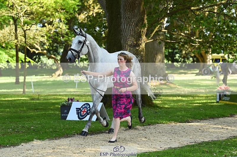 230524-162616-00865 - 102-BANDITO_VAN_POLDERZICHT-Grace_Taylor-WEDTrotUp+DR