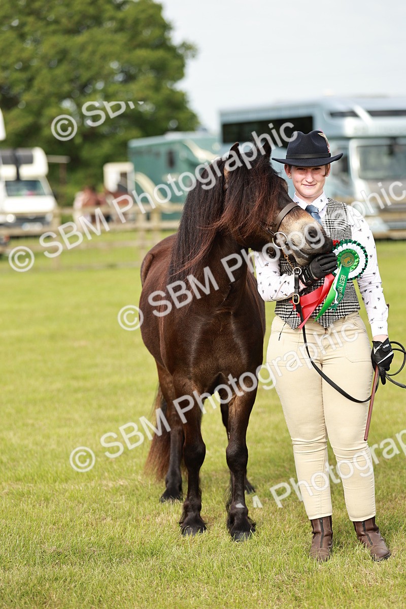 SBM_00408 - Class 14-23 - Mountain & Moorland In Hand Non Welsh