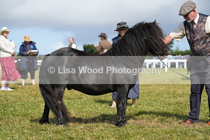 DSC05309 - Class 49: NPS Shetland 4 years and over