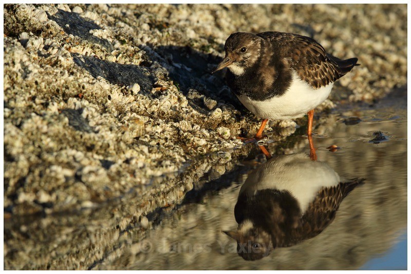 Turnstone and Barnacles - Coast and Marine