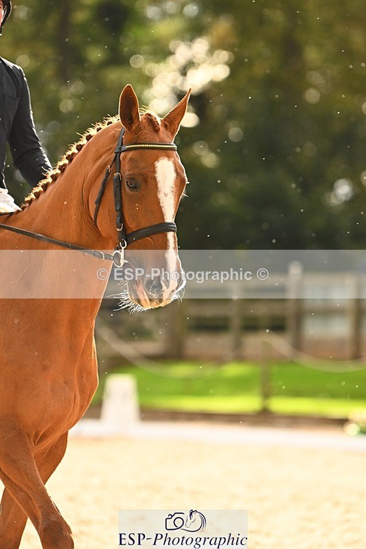 231021-153415-21150 - 362-GLOBAL.AMARETTO-Charlotte.Agnew-DR