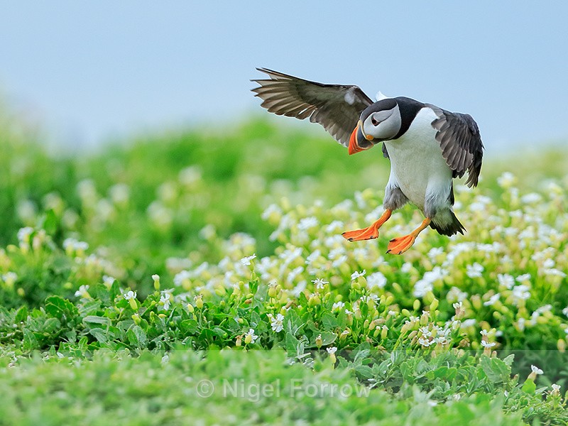 Atlantic Puffin landing, Inner Farne - Puffin