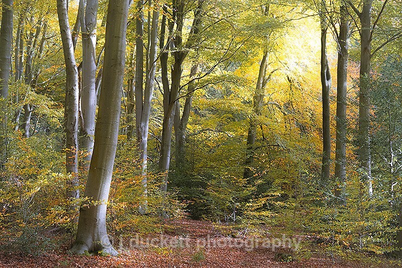  - Autumn Light