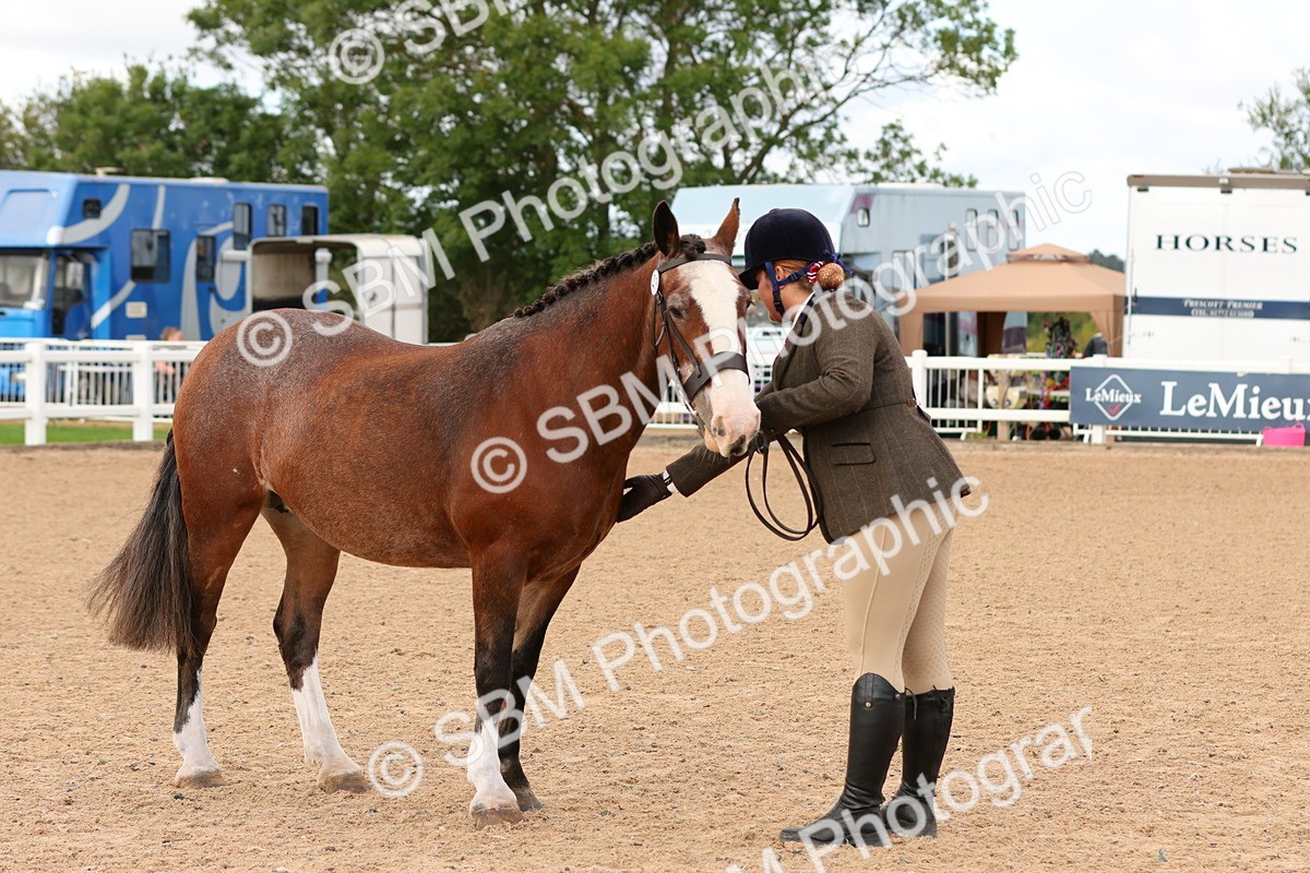SBM_10280 - Class 206 - IH Non Show Type Pony