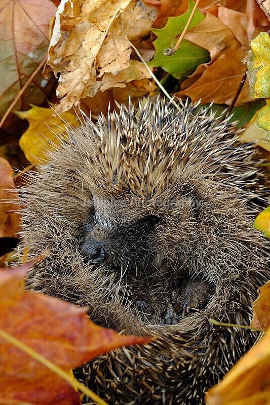  - Wildlife and Nature