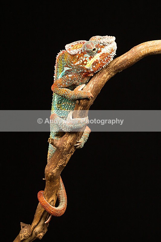 20140325-3K8A9387 - Lizards