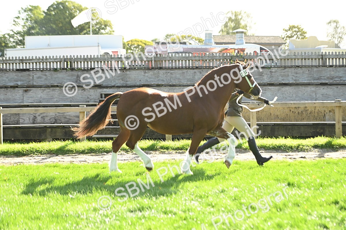 SBM_15850 - S1 - TSR in Hand Horse & Pony Showing