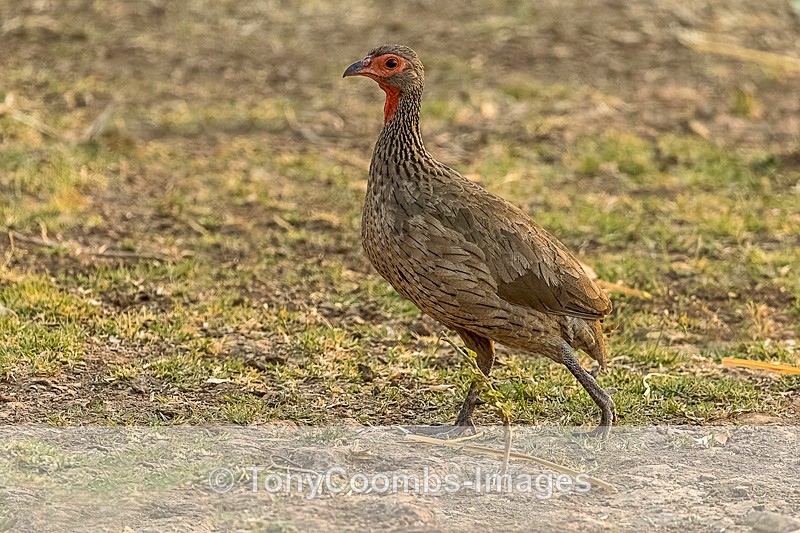 Swainsons Spurfowl - Mana Pools ~ The Birds