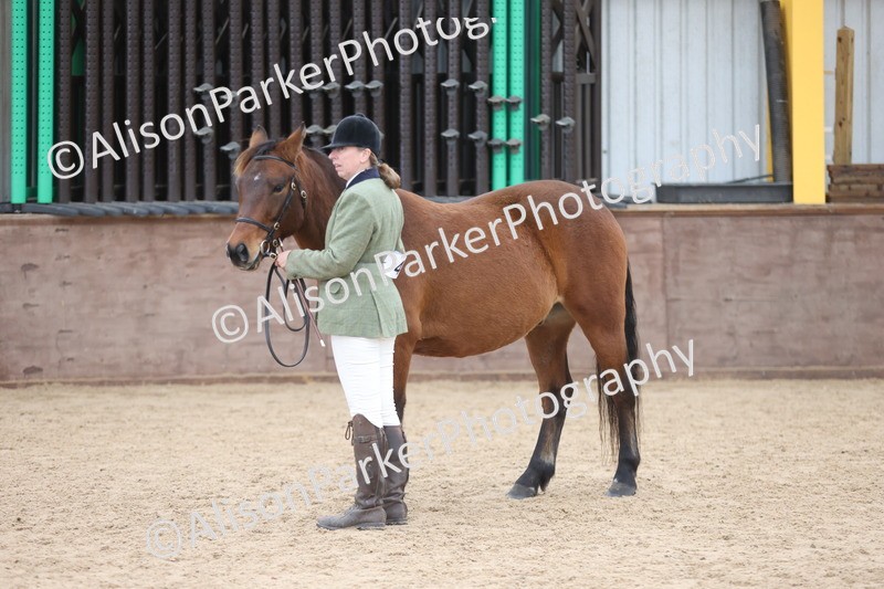 20251109-1088 - Class 29 - Geldings 4 Years and over