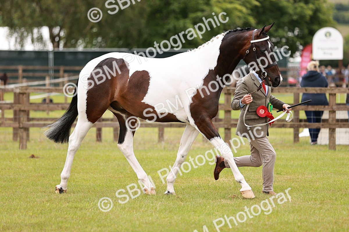 SBM_00803 - Class 26-30 Sport Horse In Hand