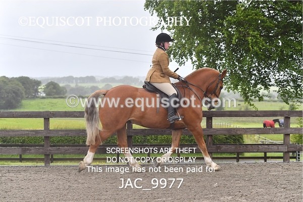 JAC_9977 - CLASS 3 Intermediate Working Hunter (0.70m - 0.85m)