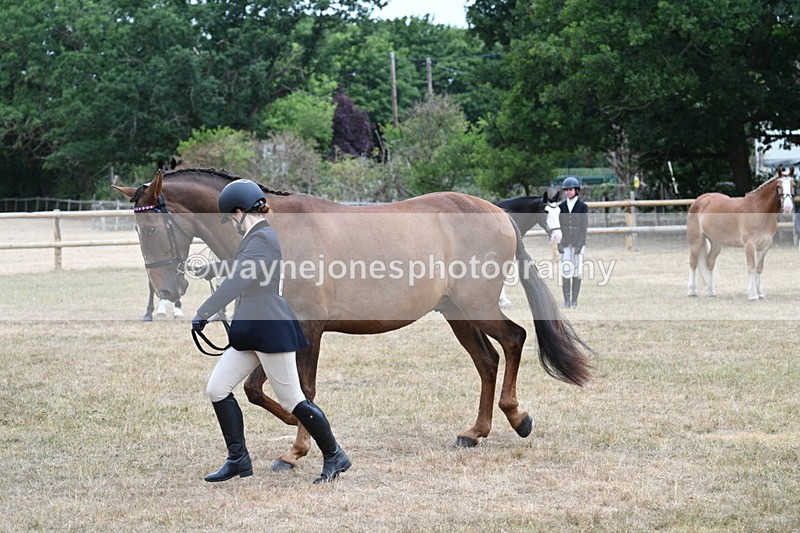 WJ7_0084 - Class 5a Most Handsome Gelding (above 14.2hh)