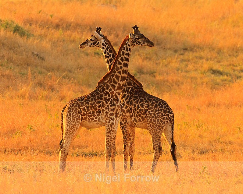 Giraffes shoulder to shoulder in golden late afternoon light - Giraffe