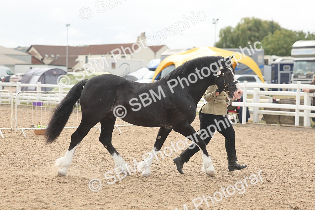 SBM_03205 - Class 16 - IH M&M Wildcard