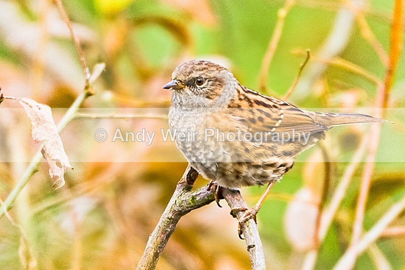 20091010-WE 008 - Dunnock & Wren