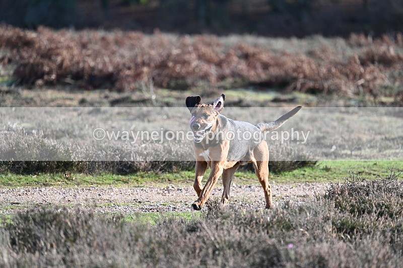 WJ7_8002 - Line 3 (no line 4 or 5)