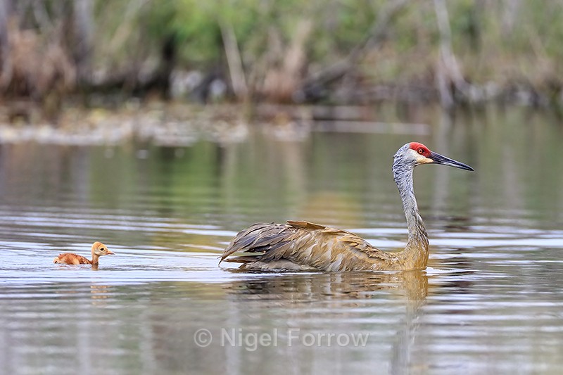 Sandhill Crane (adult & chick) swimming, Harns Marsh, Florida - Sandhill Crane