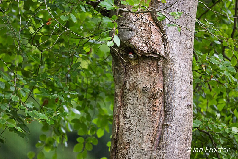 Great Spotted Woodpecker Fledgling 2 of 8 - Nature